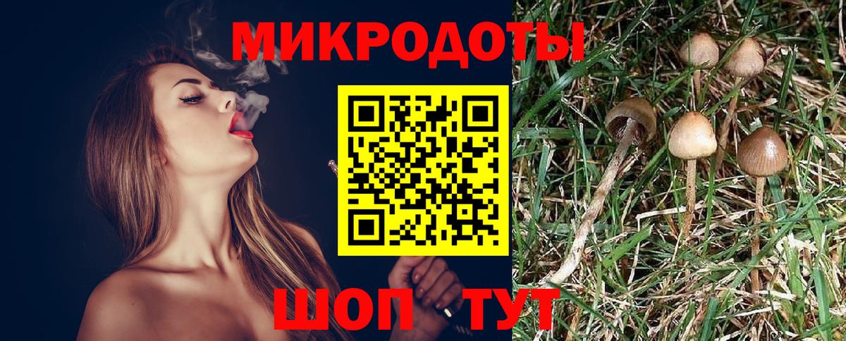 Галлюциногенные грибы Psilocybine cubensis Кудымкар